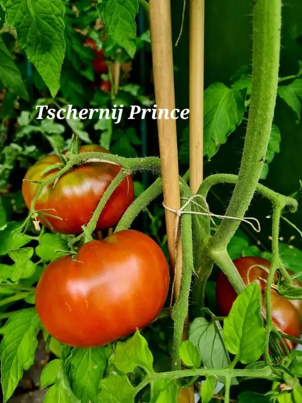 Tomaten: Tschernij Prince