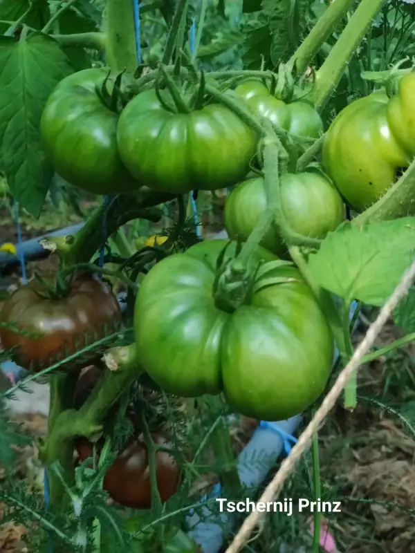 Tomaten: Tschernij Prinz