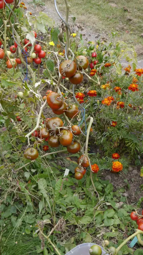 Tomaten: Tschernij Prinz