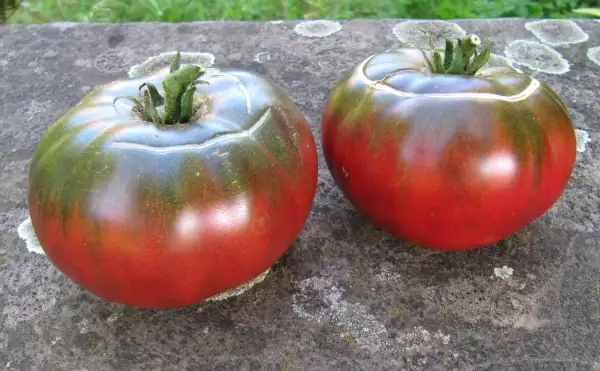 Tomaten: Tschernij Prinz