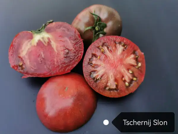 Tomaten: Tschernij Slon