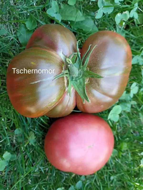 Tomaten: Tschernomor