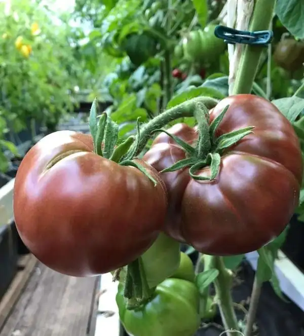 Tomaten: Tscherny Prinz