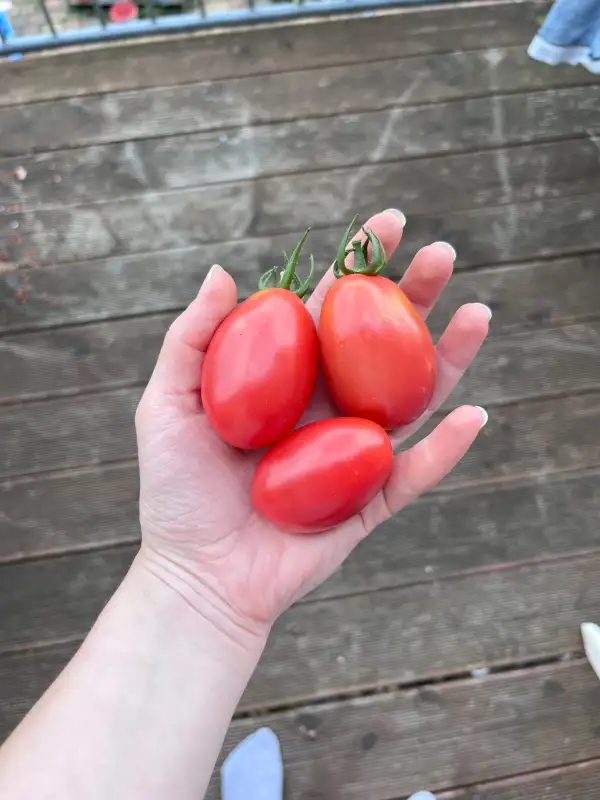 Tomaten: Tschio Tschio San