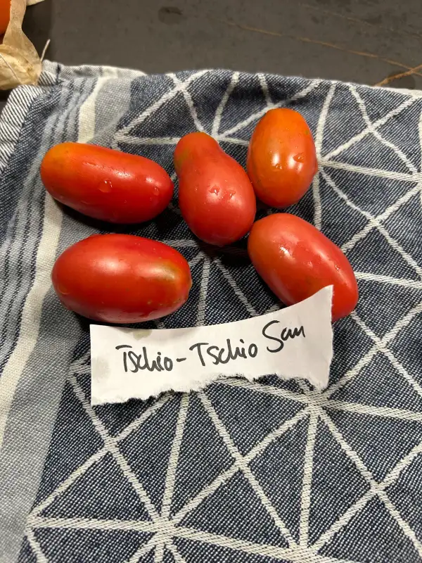 Tomaten: Tschio Tschio San