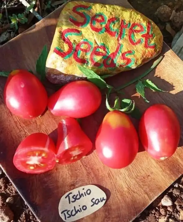 Tomaten: Tschio Tschio San