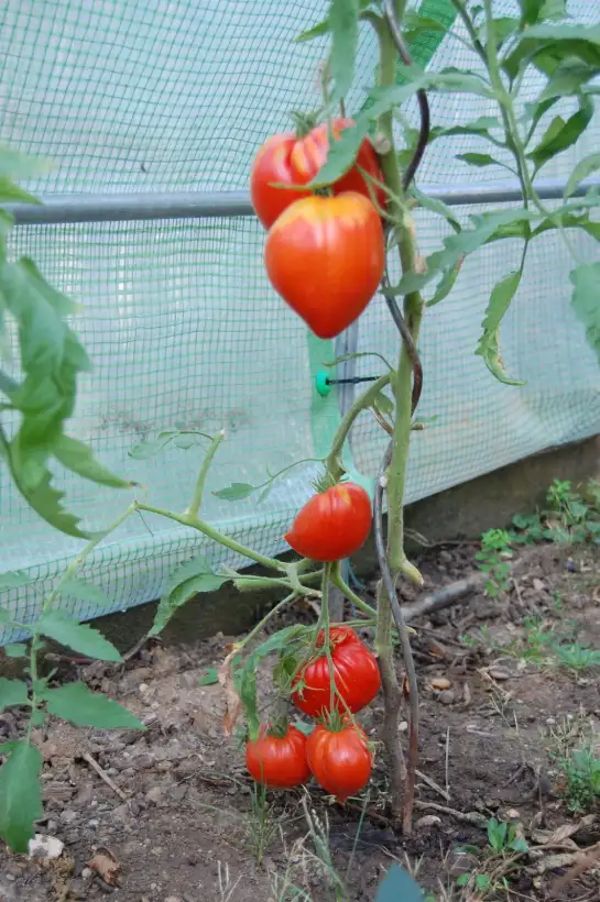 Tomaten: Tschornoje  (Bytche Serdze)