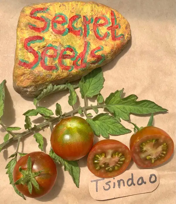 Tomaten: Tsindao