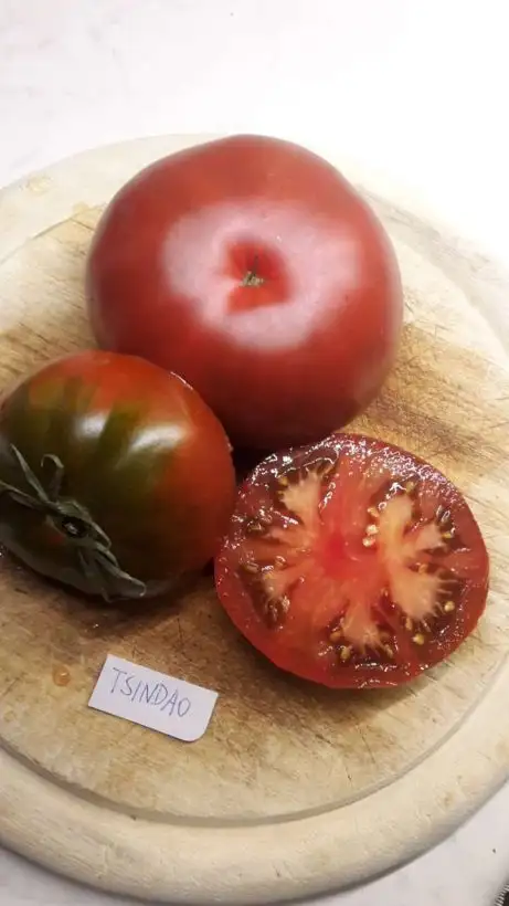 Tomaten: Tsindao