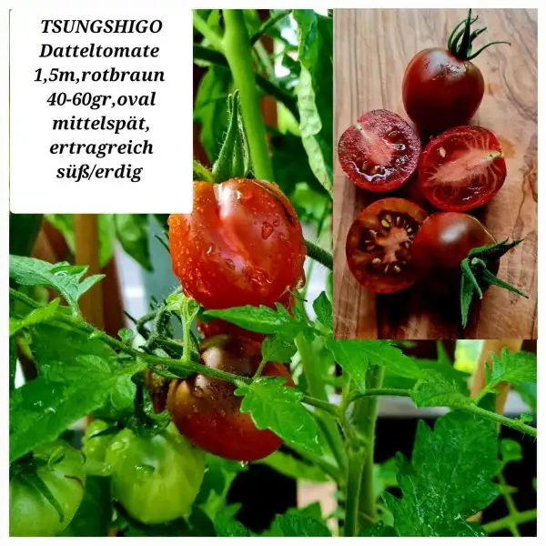 Tomaten: TSUNGSHIGO