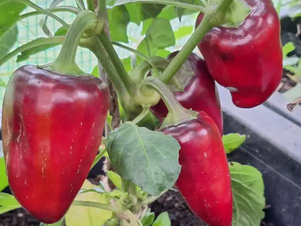 Chili / Paprika: Tsyang Baron - Paprika