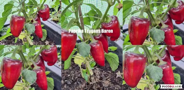 Chili / Paprika: Tsyang Baron - Paprika