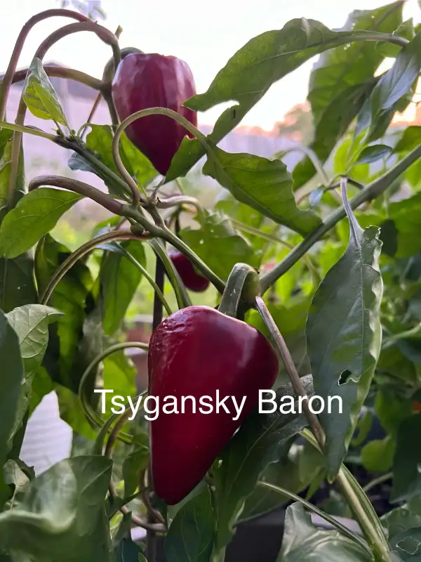 Chili / Paprika: Tsygansky Baron