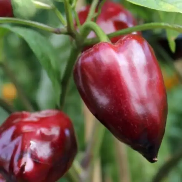 Chili / Paprika: Tsygansky Baron