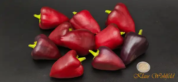 Paprika: Tsygansky Baron