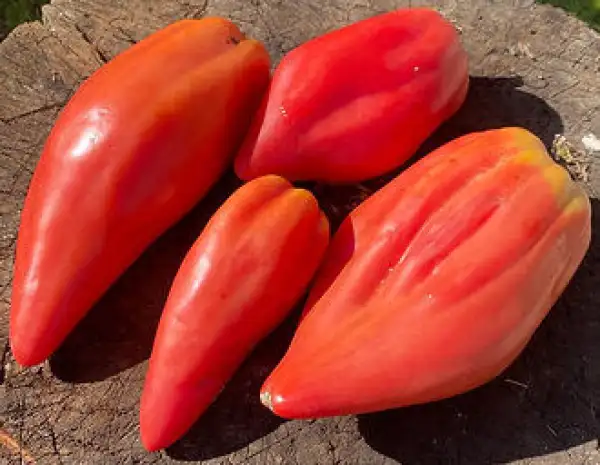 Tomaten: Tulip Pink - Rosa Tulpe