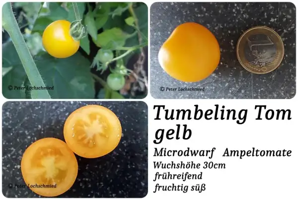 Tomaten: Tumbeling Tom gelb