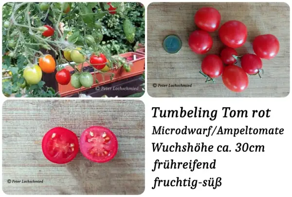 Tomaten: Tumbeling Tom Rot
