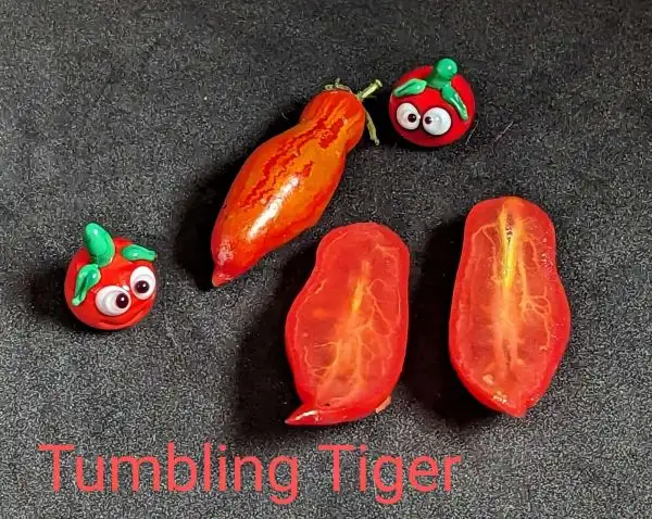 Tomaten: Tumbling Tiger