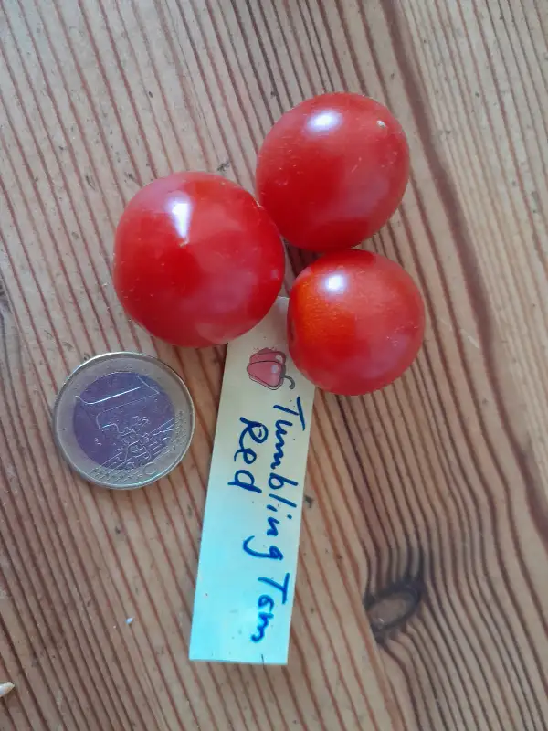 Tomaten: Tumbling Tom Red