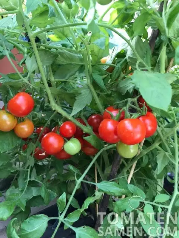 Tomaten: Tumbling Tom Red