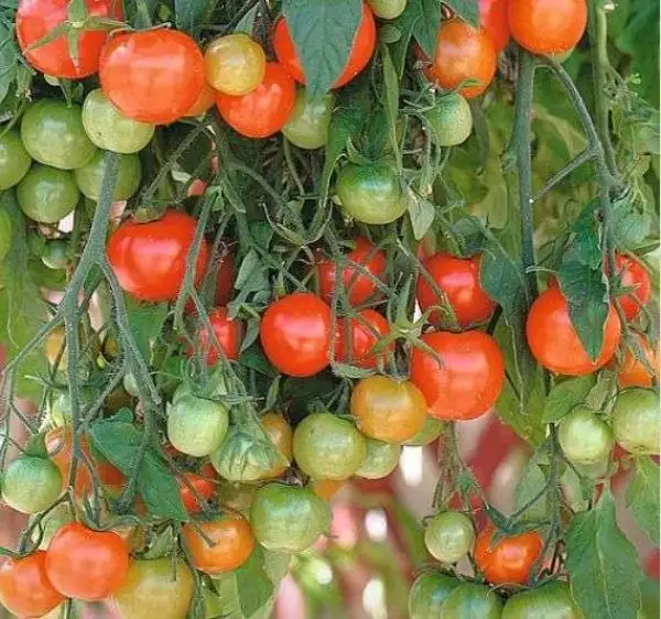 Tomaten: Tumbling Tom Red