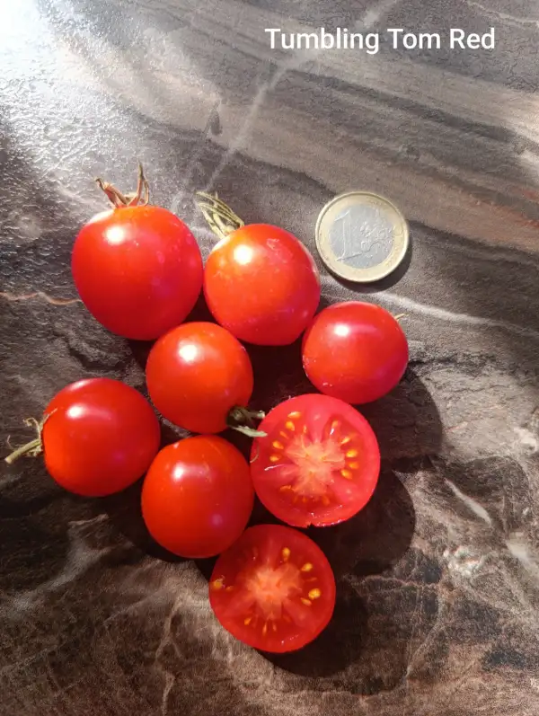Tomaten: Tumbling Tom Red