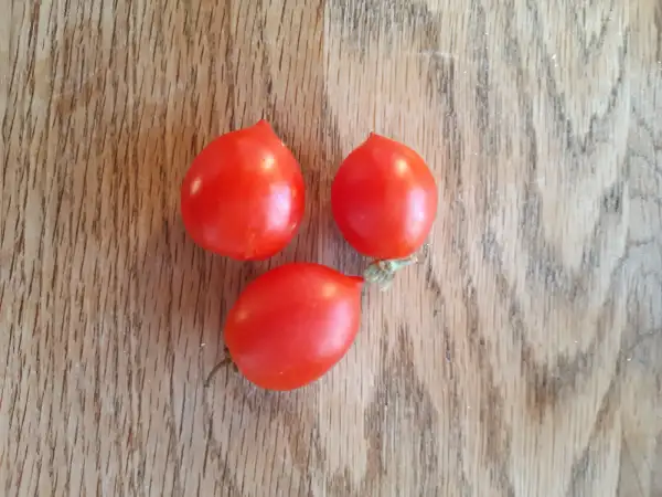 Tomaten: Tumbling Tom Red