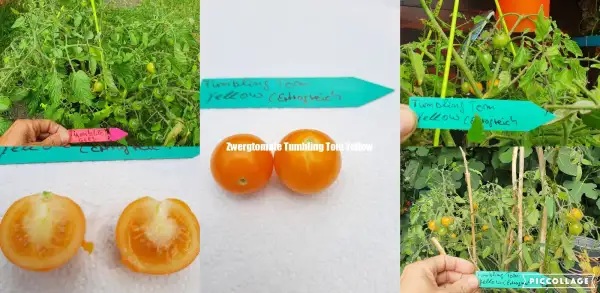 Tomaten: Tumbling Tom Yellow - Zwergtomate/Ampel-Topftomate