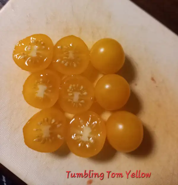 Tomaten: Tumbling Tom Yellow