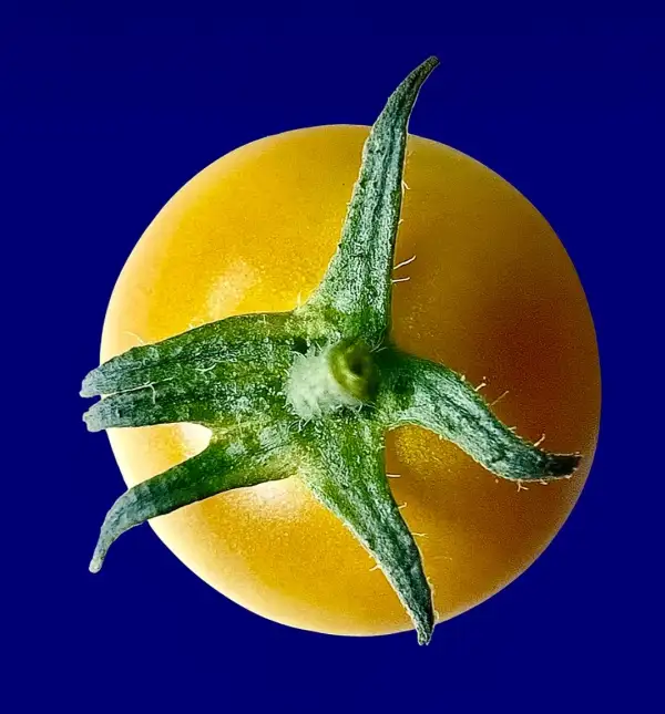 Tomaten: Tumbling Tom Yellow