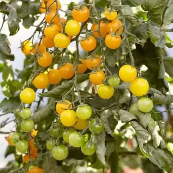 Tomaten: Tumbling Tom Yellow