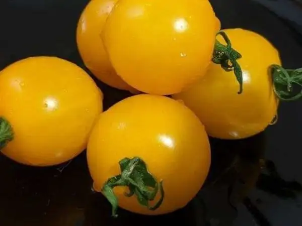 Tomaten: Tumbling Tom Yellow