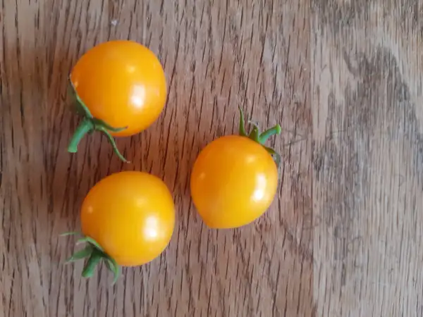 Tomaten: Tumbling Tom Yellow
