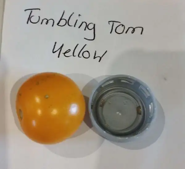 Tomaten: Tumbling Tom Yellow Ampeltomate