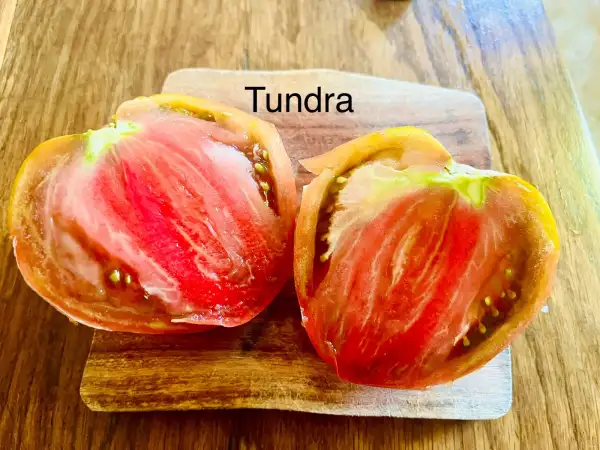 Tomaten: Tundra