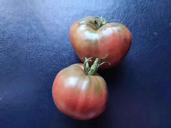 Tomaten: Tundra