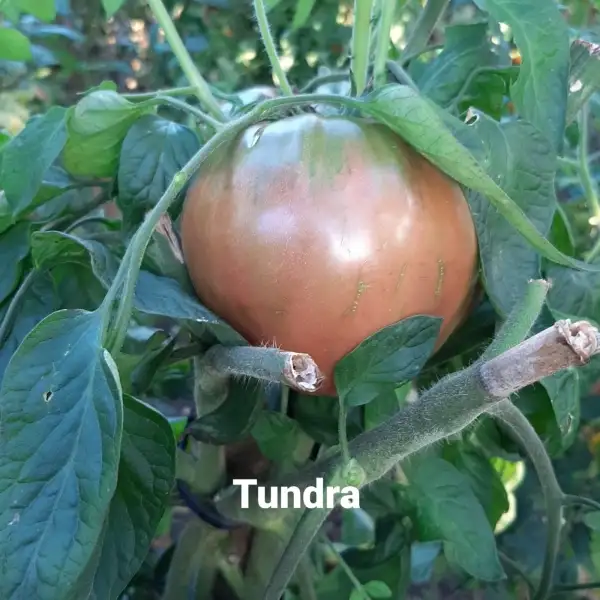 Tomaten: Tundra