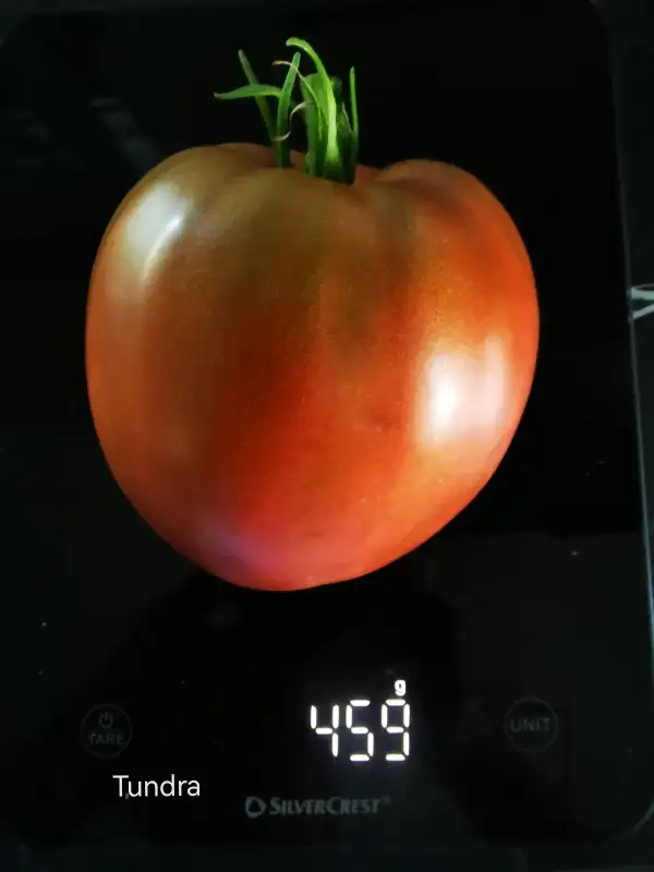 Tomaten: Tundra Ochsenherz Fleischtomate