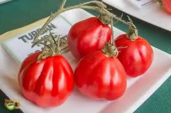 Tomaten: Turban Turc Ecarlate