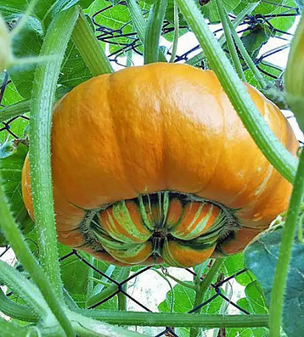Kürbisse: Turbante