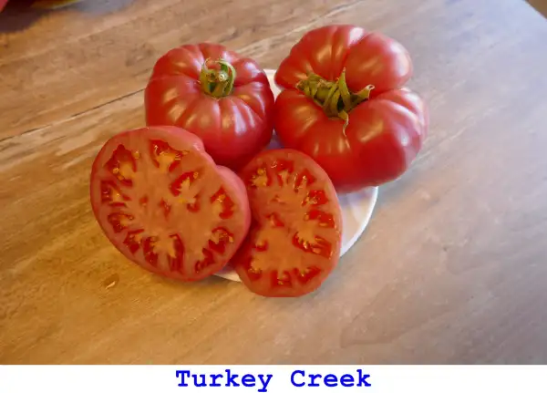 Tomaten: Turkey Creek