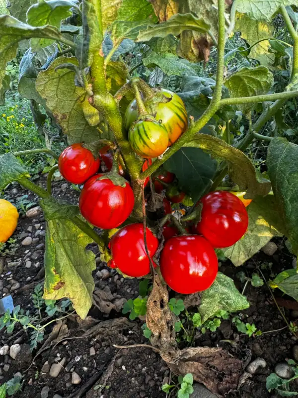 Auberginen: Turkish Orange