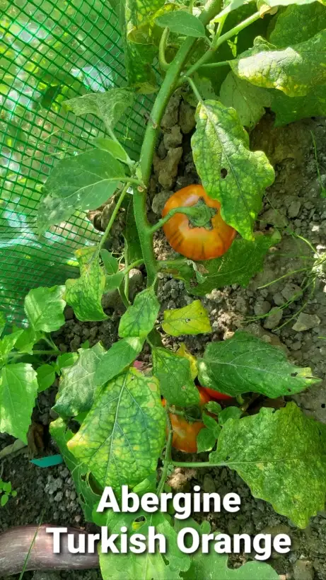 Auberginen: Turkish Orange