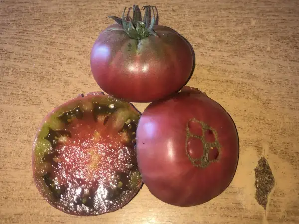 Tomaten: Turks Muts pl