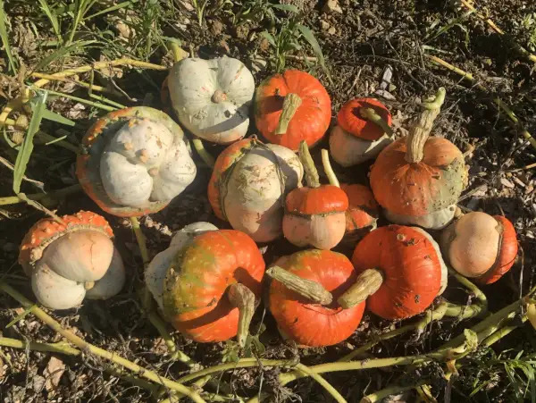 Kürbisse: Turkse Muts, Hungarian