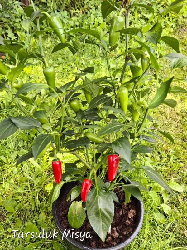 Chili / Paprika: Tursuluk Misya