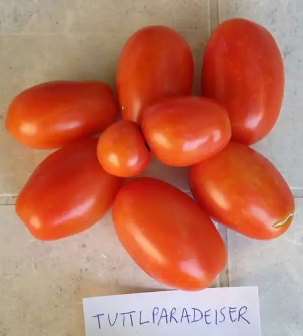 Tomaten: Tuttlparadeiser