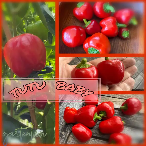 Paprika: Tutu Baby