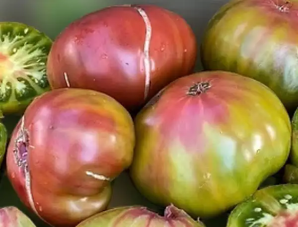 Tomaten: Twighlight Tricolor